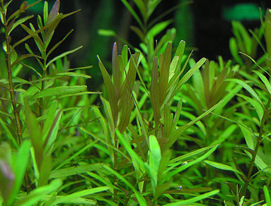 Ротала Цейлон (Rotala sp.Ceylon)