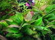 Гигрофила лимонник карликовый (Hygrophila corymbosa sp.Compact)