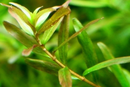 Ротала Цейлон (Rotala sp.Ceylon)