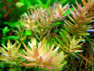 Ротала Сингапур (Rotala sp.Singapore)