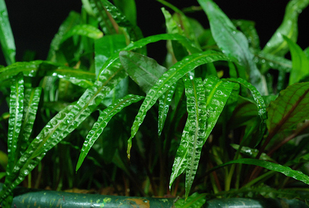 Криптокорина балансе (Cryptocoryne balansae)