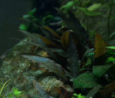 Криптокорина Вендта коричневая (Cryptocoryne wendtii braun)