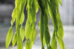 Валлиснерия крученолистная (Vallisneria torta)