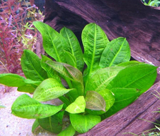 Эхинодорус мелкоцветный "Тропика" (Echinodorus parviflorus sp.Tropica)