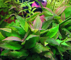 Гигрофила лимонник карликовый (Hygrophila corymbosa sp.Compact)