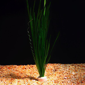 Валлиснерия спиральная (Vallisneria spiralis)