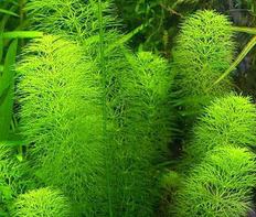 Лимнофила (Амбулия) индийская (Limnophila indica)