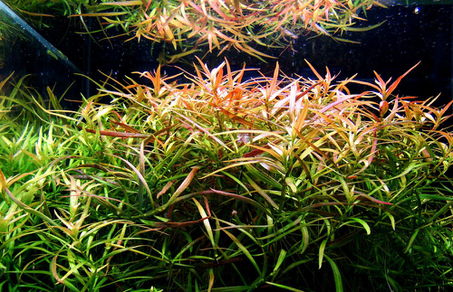 Людвигия дугообразная (Ludwigia arcuata)