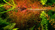 Людвигия дугообразная (Ludwigia arcuata)