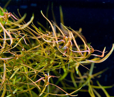 Людвигия дугообразная (Ludwigia arcuata)