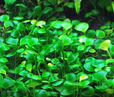 Марсилия крената (Marsilea crenata)