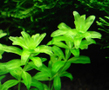 Микрантемум малоцветковый (Micranthemum micranthemoides)