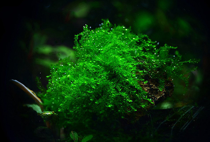 Мох королевский (Amblystegiaceae sp.Manaus)