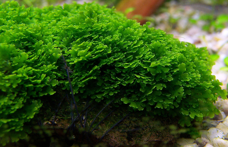 Риккардия хамедрифолия (Riccardia chamedryfolia)