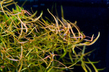 Людвигия дугообразная (Ludwigia arcuata)