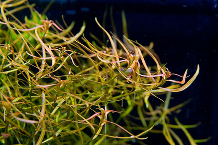 Людвигия дугообразная (Ludwigia arcuata)