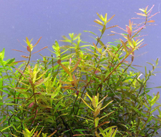 Ротала Цейлон (Rotala sp. Ceylon)