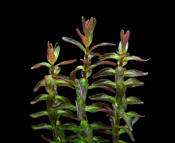 Ротала макрандра мини (Rotala macrandra sp.Mini)