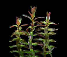 Ротала макрандра мини (Rotala macrandra sp.Mini)