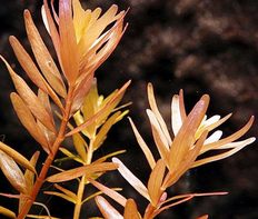 Ротала сингапурская (Rotala sp. Singapore)