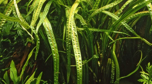 Криптокорина балансе (Cryptocoryne balansae)