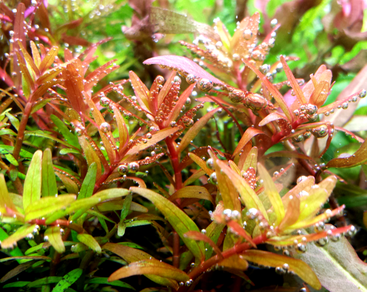 Ротала Сингапур (Rotala sp.Singapore)