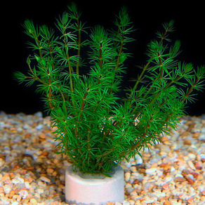 Бакопа перистолистная (Bacopa myriophylloides)