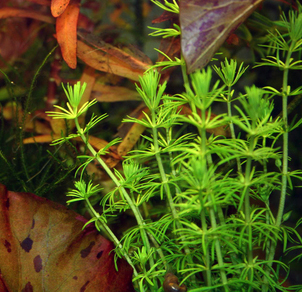 Бакопа перистолистная (Bacopa myriophylloides)