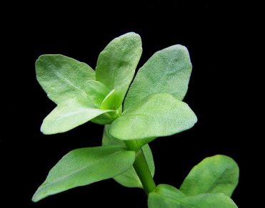 Бакопа мадагаскарская (Bacopa madagascariensis)