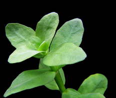 Бакопа мадагаскарская (Bacopa madagascariensis)