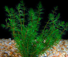 Бакопа перистолистная (Bacopa myriophylloides)