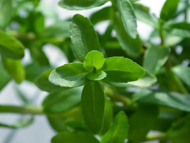 Бакопа городчатая (Bacopa crenata)