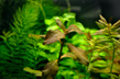 Гигрофила коричневая (Hygrophila sp.Brown)