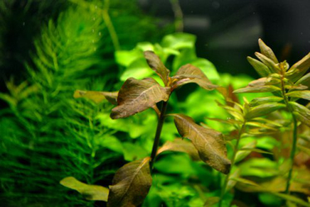 Гигрофила коричневая (Hygrophila sp.Brown)