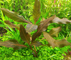 Гигрофила коричневая (Hygrophila sp.Brown)