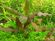 Гигрофила коричневая (Hygrophila sp.Brown)