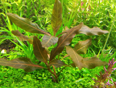 Гигрофила коричневая (Hygrophila sp.Brown)