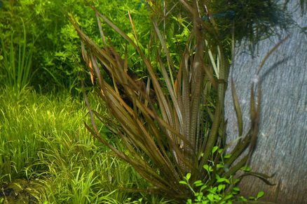 Бликса новогвинейская (Blyxa novoguineensis)