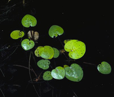 Лимнобиум губчатый (Limnobium spongia)