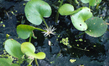 Лимнобиум губчатый (Limnobium spongia)