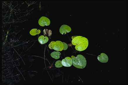 Лимнобиум губчатый (Limnobium spongia)