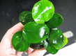 Анубиас Бартера круглолистный (Anubias barteri var.Round leaf)