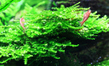 Мох рождественский мини (Vesicularia sp.Mini Christmas Moss)
