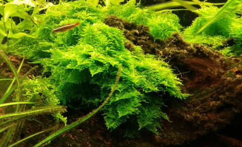 Мох рождественский мини (Vesicularia sp.Mini Christmas Moss)