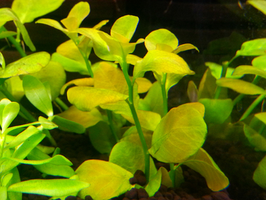 Людвигия Марилия (Ludwigia Marilia)