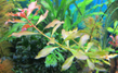 Людвигия болотная (Ludwigia palustris)