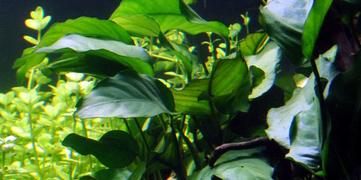 Анубиас Бартера (Anubias barteri var.Barteri)