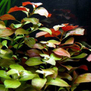 Людвигия ползучая (Ludwigia natans)