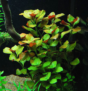 Людвигия ползучая (Ludwigia natans)