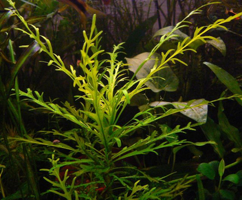 Гигрофила Одора (Hygrophila odora)